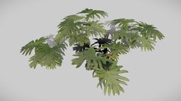 Philodendron Plant tropical, vegetation, interior-design