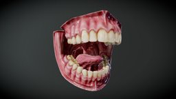 Human mouth detailed mouth, anatomy, teeth, tongue, dental, midpoly, tooth, head, medicine, gums, throat, blender, pbr, lowpoly, free, medical, human, gameready