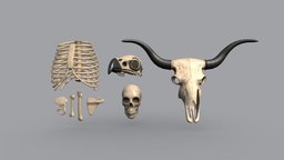 Skeleton low poly pack skeleton, pack, collection, game-ready, ribs, rib, human-skeleton, low-poly, lowpoly, skull, gameready, animal-skeleton, humansketelon, skeleton-pack