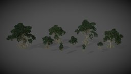 AS16 Rhizophora Mucronata (Asiatic Mangrove) trees, forest, plants, tropical, unreal, evergreen, midpoly, water, nature, jungle, coastal, roots, ue4, mangrove, wetlands, game-assets, environment-assets, nature-plants, unity, blender, leaves, highpoly, environment, nature-assets, asiatic-mangrove, mangrove-tree, rhizophora-mucronata
