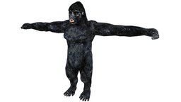 Gorilla Illustration monkey, forest, africa, chimp, chimpanzee, animals, wild, mammal, kong, african, zoo, safari, gorilla, nature, wildlife, illustration, silverback, kingkong, baboon, animal
