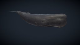 Cachalot / Sperm Whale (Physeter macrocephalus) cachalot, kraken, whale, sperm, cetacean, spermwhale, ballena, cachalote, physeter-macrocephalus, physeter, blender