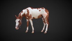 Horse pose, 727, mammal, digitized, horses, realistic, scanned, real, fullbody, fullbodyscan, poses, fullbody3dscan, studio727, photogrammetry, horse, scan, animal