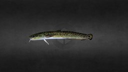 Small Burbot fish, small, onlydiffuse, burbot, lowpoly, mobile
