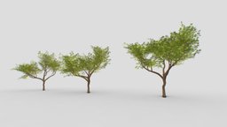 Acacia tree tree, plant, south, acacia, 3d, model, sketchfab, download