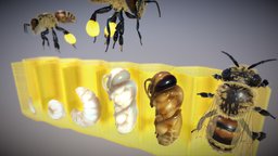 The life cycle of Honybee bee, honeybee