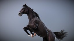 Horse — Spanish Mustang ( Black ) mustang, cowboy, run, spanish, animations, horse, animal, black
