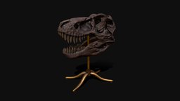 T-Rex skull display t-rex, victorian, bone, antique, display, rex, fossil, paleontology, tyrannosaurus, dinosaur