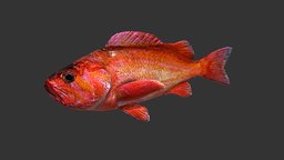 Red Rockfish fish, fishing, river, underwater, animals, lake, ocean, aquarium, aquatic, sealife, rockfish, oceanlife, lakelife, riverlife, red-rockfish, lowpoly, animal, animated, sea, boat
