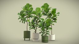 Ficus Lyrata Fiddle leaf Fig pot, indoor, exotic, pattern, potted, ceramic, leaf, metal, fig, fiddle, ficus, lyrata, interior