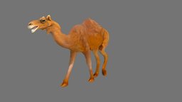 Camel africa, animals, desert, wild, mammal, african, zoo, nature, wildlife, dromedary, animal, animation, animated