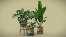 Indoor Plants Pack 16 plants, pot, basket, indoor, potted, wicker, monstera, reginae, strelitzia, variegata, swisscheese, deliciosa, philodendron, birkin, variegated