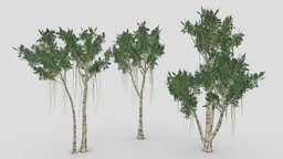 Agarwood Tree- Pack- 01 tree, plant, unreal, lowpolytree, unity, lowpoly, agarwood, 3dagarwood, 3d-lowpoly-agarwood