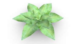 Leafy Plant (Game Ready / 2K PBR) tree, plant, forest, grass, plants, organic, garden, outside, park, leaf, nature, bush, weeds, environment