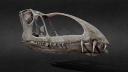 Caelestiventus hanseni bone, fossil, pterosaur, triassic, dimorphodon, skull, rhamphorhynchus