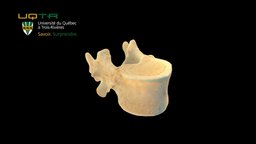 Vertèbre dorsale 12 / Thoracic vertebra 12 