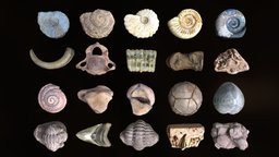Lowpoly Fossils baking, biology, trilobite, assets, rocks, geology, unreal, realtime, pack, shell, retopology, ocean, collection, baked, props, museum, realistic, engine, nature, jurassic, stones, bundle, quality, fossils, remeshing, ammonite, photoscan, texturing, unity, photogrammetry, game, blender, pbr, lowpoly, archaeology, scan, 3dscan, free, cycles, "dinosaur", "bones"