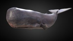 Spermhval (Physeter Macrocephalous) -Sperm Whale marine, life, mammal, ocean, whale, 3d, model, sea