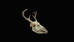 Deer Skull skeleton, bone, deer, collections, realitycapture, skull, spooky, bones, universityofiowa, uiowa