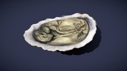 Oyster_FBX oyster, door, medieval-food