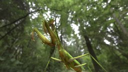 Tenodera sinensis mantis, insects