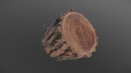 Thick bark Willow log tree, forest, organic, garden, log, 3d-scan, medieval, timber, sharp, branch, trunk, fire, stack, lumber, harvesting, chop, logging, chopped, medievalfantasyassets, photoscan, photogrammetry, asset, wood, fantasy, timbercountry, 3-scaninng