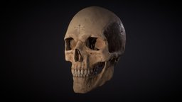 Skull anatomy, skull, human