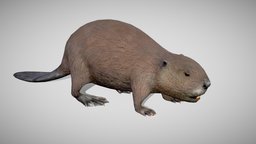 Beaver fur, realistic, beaver, low-poly, pbr, animal