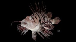ミノカサゴ Luna Lionfish, Pterois lunulata fish, luna, lionfish, ffishasia, pterois, lunulata, minokasago