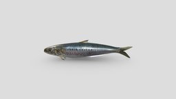 Sardine Lowpoly fish, sardine, modeling, 3d, blender, model
