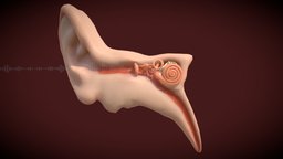 Ear Anatomy anatomy, system, hammer, sound, bone, visual, lens, vr, optical, ear, anvil, structures, iris, more, nerve, inner, pupil, wave, details, components, guide, cornea, cochlea, exploring, visions, stirrup, breakdown, muscels, mechanisms, low, poly, structure, understanding, ear_drum, workings, noai, insights, delving