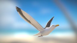 Great Black Backed Gull flying, bird, wings, great, seagull, winged, gull, backed, low-poly, game, creature, animal, black, sea