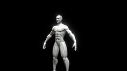 Basemesh Male anatomy, basemesh, muscle, lean, man, zbrush, 3dmodel, male, highpoly