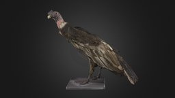 Condor des Andes mâle voyage, histoire, artec3d, artec-eva, exotisme, south-america, amerique-du-sud, animal