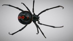 Black widow spider cinema, insect, spider, bug, widow, arachnid, poison, venous, latrodectus, cinema4d, walk, animation, animated, c4d, black