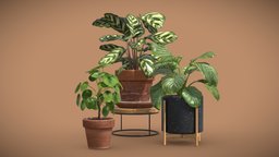 Indoor Plants Pack 25 base, pot, stand, indoor, exotic, potted, ceramic, terracotta, interior, pilea, calathea, orbifolia, peperomioides, makoyana