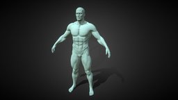 Male Anatomy Sculpt base, bodyscan, bodybuilder, charactermodel, zbrush-sculpt, anatomy-human, basemesh-male, blender3d, male, sculpture, bodybuilderanatomy