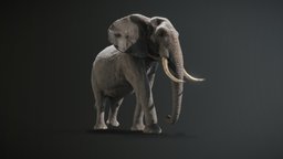African elephant | PBR | Low poly elephant, africa, videogames, photorealistic, 8k, farcry, pbr-texturing, pbr, lowpoly, animal