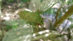 Cyclochila australasiae insect, cicada