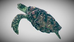 Sea Turtle turtle, marine, tortoise, fish, underwater, shell, coral, ocean, zoo, water, nature, reptile, reef, wildlife, creature, animal, animated, rigged, sea