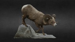 Big Horn Sheep ram, horn, antler, bighorn