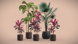 Indoor Plants Pack 12 pot, palm, concrete, potted, palmtree, cordyline, repens, dark, serenoa, fructicosa