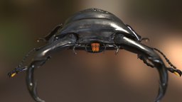 Dorcus hopei binodulosus insect, bug, stagbeetle