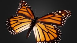 Monarch butterfly butterfly, agisoft, photoscan