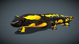 Animated fire salamander forest, pond, tail, realistic, nature, amphibian, salamander, ecology, wildlife, crawling, character, blender, lowpoly, gameasset, creature, animal, walk, animation, 3dmodel, rigged, noai