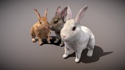 Rabbit lovely rabbit three only rabbit, bunny, white, animals, mammal, gray, realistic