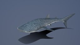 Model 99A shark, fish, biology, life, africa, gopro, science, 3d, animation