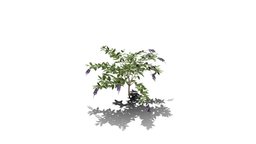 Realistic HD Golden dewberry (6/20) trees, tree, plant, forest, plants, outdoor, foliage, nature, bush, savana, south-america