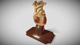 Antique Heart Model for Studying anatomy, heart, hearts, anatomical