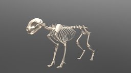 Cat Skeleton body, skeleton, anatomy, cat, feline, animal